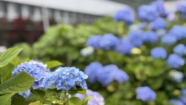 【南房総エリア】日帰りでリゾート気分✨ 忙しい人のための“効率旅”道の駅コース！