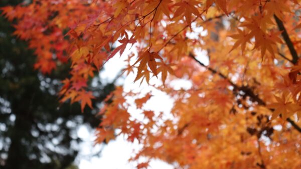 【秋の関東旅2025】紅葉・すすき・コキア・渓谷を巡る絶景4選