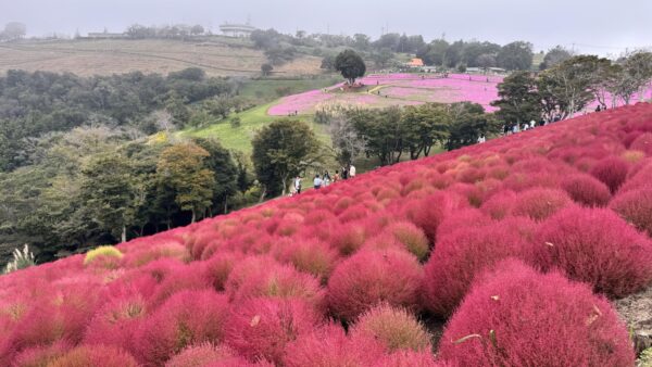 【秋のマザー牧場】真っ赤なコキアと動物たちに癒される週末旅｜見頃・混雑・グルメ情報まとめ