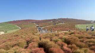 【ひたちなか海浜公園の秋】真っ赤なコキアが彩る絶景!混雑回避・撮影・アクセス完全ガイド